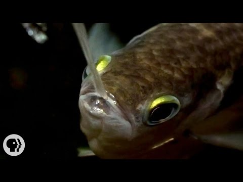 Archerfish Says...&quot;I Spit in Your Face!&quot; | Deep Look