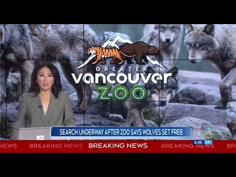 Wolves let loose at Greater Vancouver Zoo