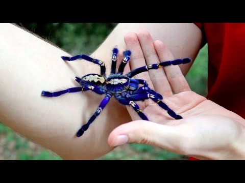 Handling the Blue Tarantula (Poecilotheria metallica)