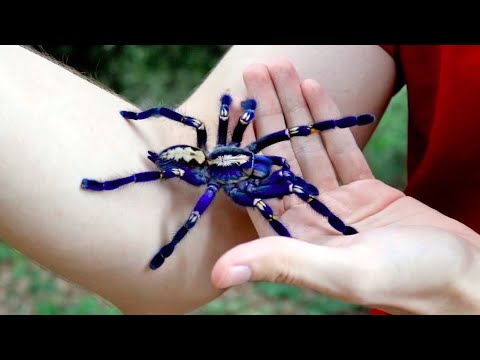 Top 10 Astonishingly Beautiful Spiders - Listverse