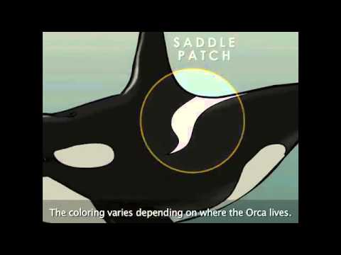 Killer Whale Anatomy - NOAA OceanToday