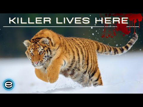 Russia&#039;s Wild Tiger - The Incredible Big Cat | Wildlife documentary