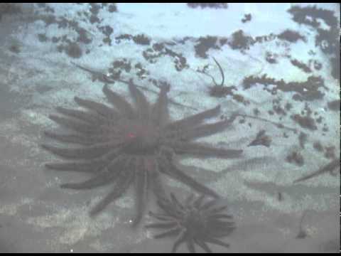 Cannibalistic Sea star