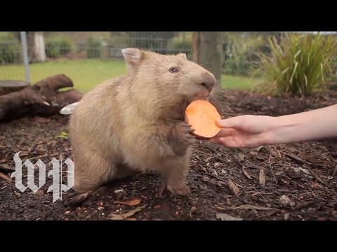 Why is wombat poop cube-shaped? Researchers reveal its mystery.