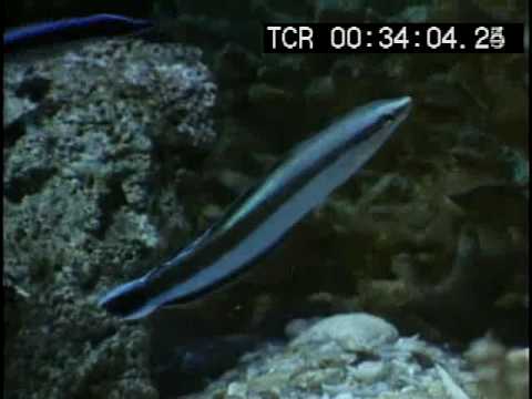 Sabre-toothed blenny attacks yellow tang