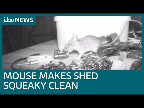 Man discovers houseproud mouse is keeping his shed squeaky clean | ITV News