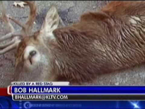 East Texas man killed by pet deer.