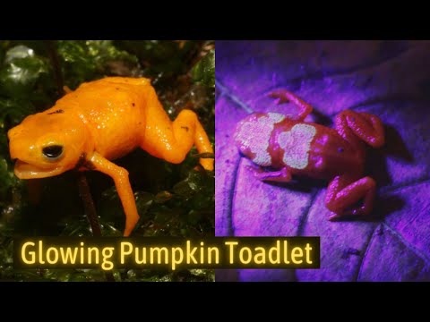 New Species of Glowing Pumpkin Toadlet Discovered