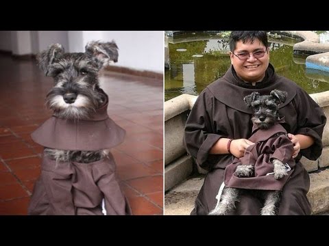 Top 10 Dogs With Unusual Jobs - 26