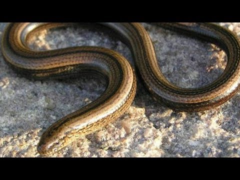 The Truth About Why There Aren&#039;t Snakes In Ireland