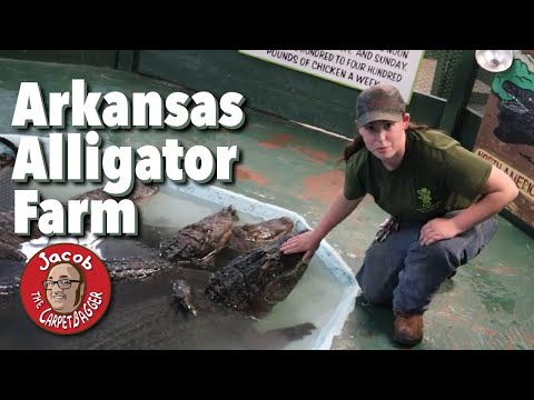The Arkansas Alligator Farm - Featuring Kat the Alligator Whisperer