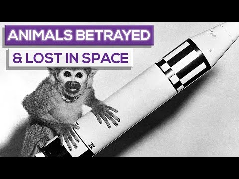 Animals Betrayed And Lost In Space