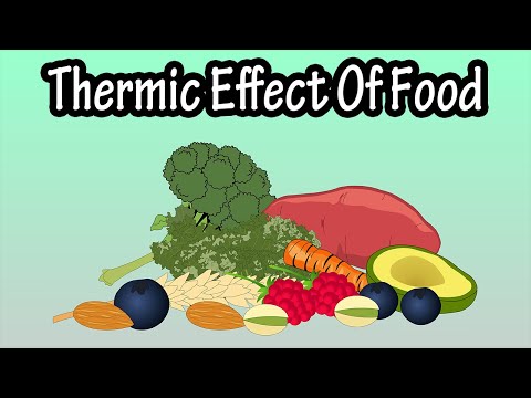 What Is (TEF) The Thermic Effect Of Food Explained - How Many Calories Burned During Digestion