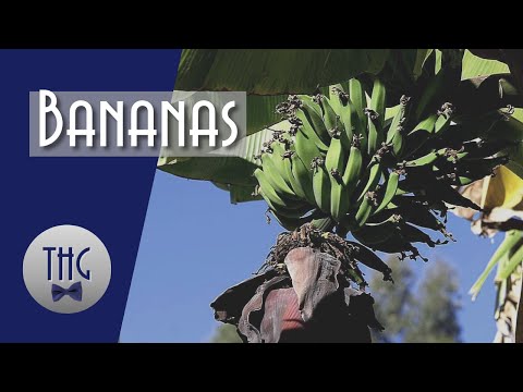 How Bananas Changed the World