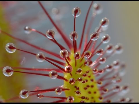 Scary Nature: Sundew Timelapse Compilation