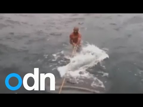 Men filmed surfing on whale shark