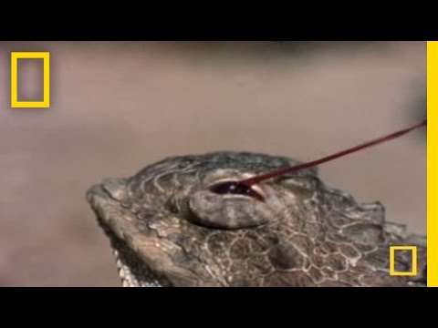 Blood Squirting Lizard | National Geographic