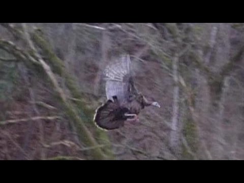 Top 10 Animals You Didn t Know Could Fly - 27