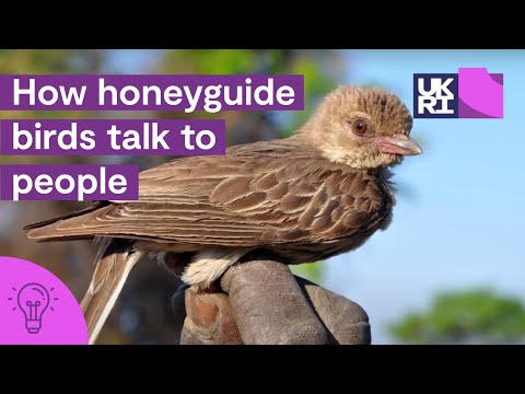 How honeyguide birds talk to people | The secrets of #HoneyHarvesting in #Africa
