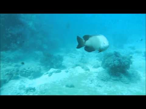 Damselfish attacks, Stegastes nigricans