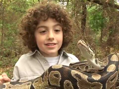 African Ball Python