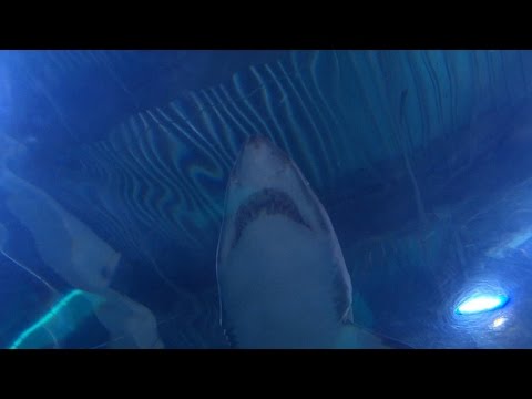 Top 10 Best And Worst Shark Films - 7