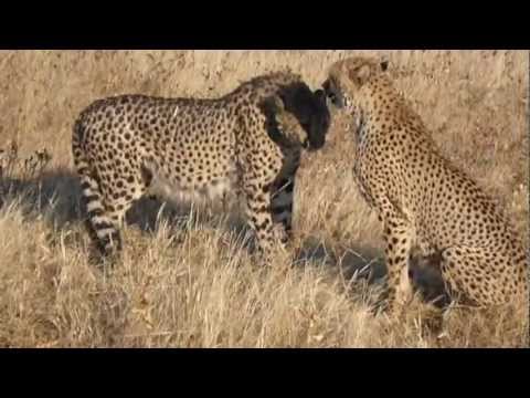 Cheetah Chirps.wmv