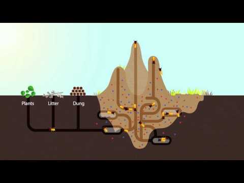 How Termites Enrich Ecosystems | HHMI BioInteractive Video