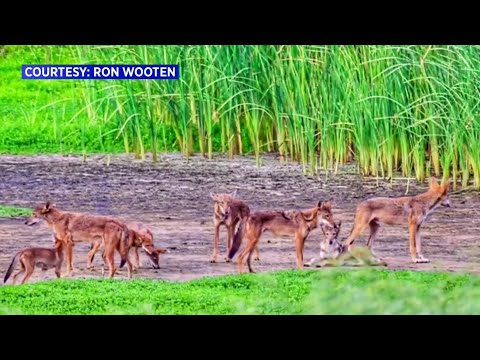 Red Wolf DNA discovered in Galveston coyotes