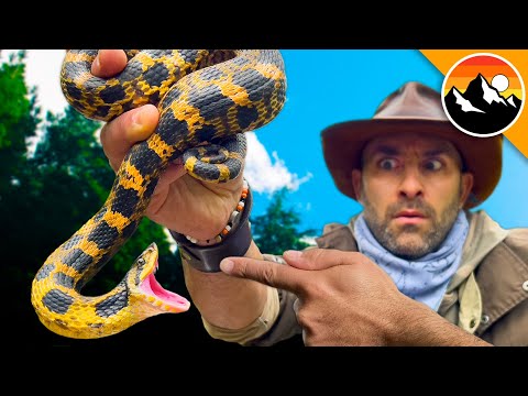 Hognose Snake - Will It Bite?!