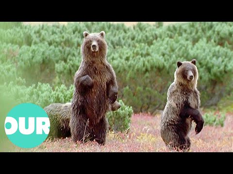 The Intelligent Russian Bears That Roam Kamchatka | Our World