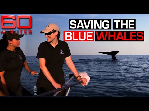 Aussie scientists gather vital information to save the incredible Blue Whales | 60 Minutes Australia