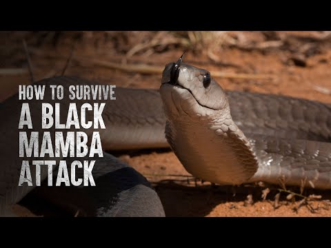How To Survive a Black Mamba Attack