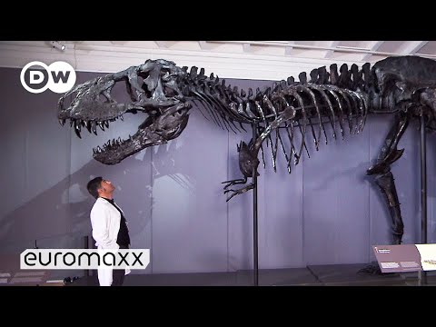 One Of The Best-Preserved T-Rex Skeletons In The World | Moving 66 million year old &quot;Tristan Otto&quot;