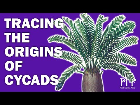 Retracing origins of exceptional cycads in botanical collections