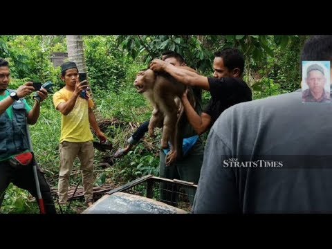 Top 10 Times A Monkey Took A Human Life - 64