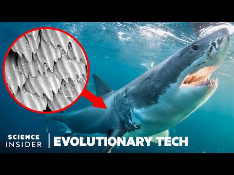 How Shark Scales&#039; Unique Design Could Stop Bacteria Spread | Evolutionary Tech