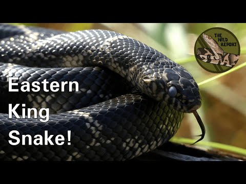 The Eastern King Snake: Everything You Need To Know! (4K)