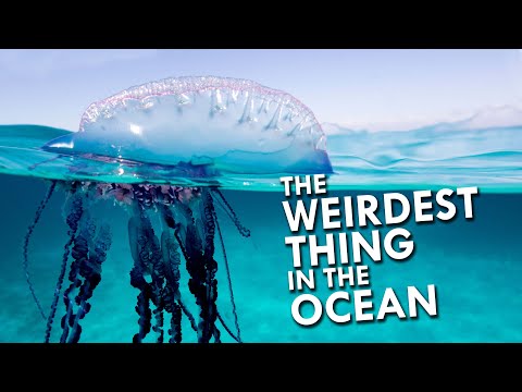 Portuguese Man O&#039; War: The Weirdest Thing In The Ocean