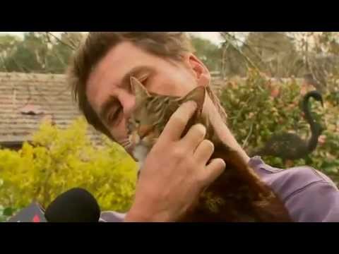 Hero Cat Saves Man from Burning House