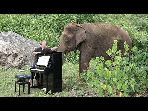 Debussy &quot;Clair de Lune&quot; on Piano for 80 Year Old Elephant