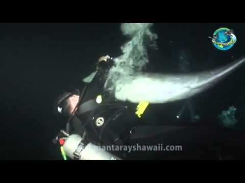 Stricken dolphin &#039;asked&#039; Hawaii diver for help