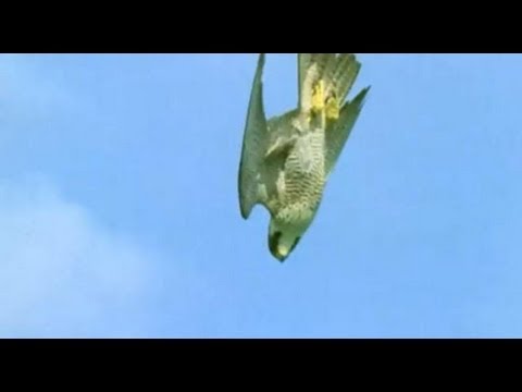 Pigeon vs Peregrine Falcon | Animals: The Inside Story | BBC