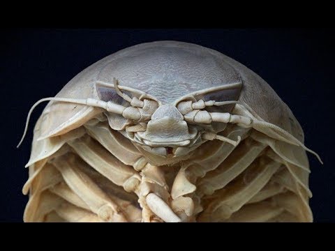 Giant Isopod - Deepsea Oddities