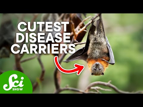 Why Bats Carry Deadly Diseases