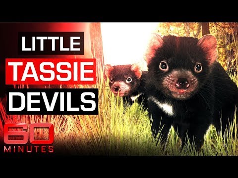 Saving the Tasmanian Devil | 60 Minutes Australia