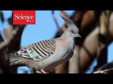 Pigeons sound a warning call—with their feathers