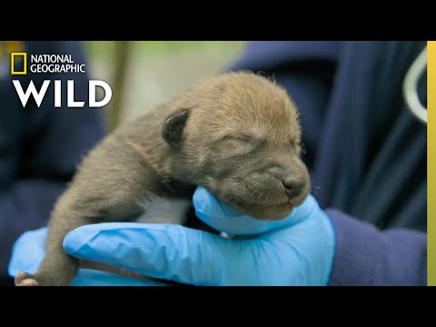 Newborn Red Wolf Puppies | Secrets of the Zoo