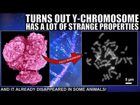 Human Y Chromosome Finally Sequenced! Turns Out to Be Really Weird
