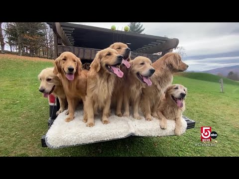 Frolic with golden retrievers in Vermont